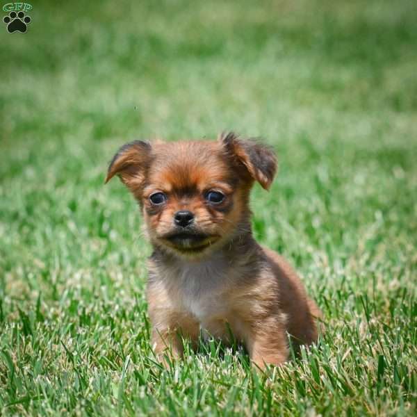 Creed, Chihuahua Puppy