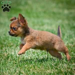 Creed, Chihuahua Puppy