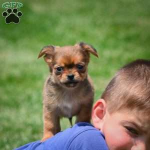 Creed, Chihuahua Puppy