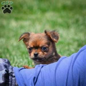 Creed, Chihuahua Puppy