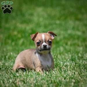 Leo, Chihuahua Puppy