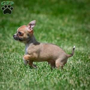 Leo, Chihuahua Puppy