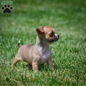 Leo, Chihuahua Puppy