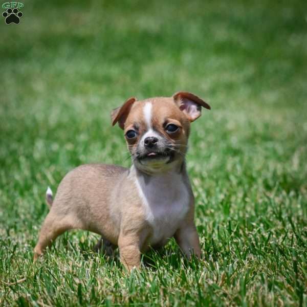 Leo, Chihuahua Puppy