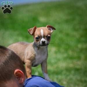 Leo, Chihuahua Puppy