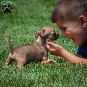 Leo, Chihuahua Puppy