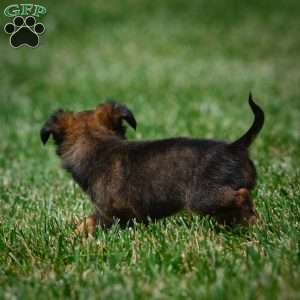 Conna, Chihuahua Puppy