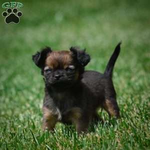 Conna, Chihuahua Puppy