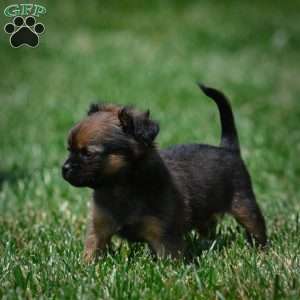 Conna, Chihuahua Puppy