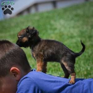 Conna, Chihuahua Puppy