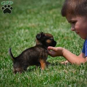 Conna, Chihuahua Puppy