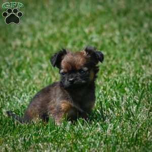 Conna, Chihuahua Puppy