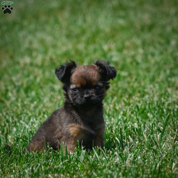 Conna, Chihuahua Puppy