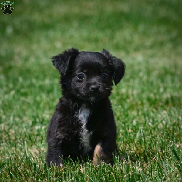 Ivy, Chihuahua Puppy