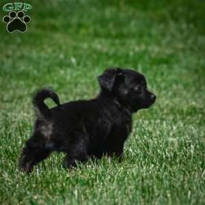 Ivy, Chihuahua Puppy