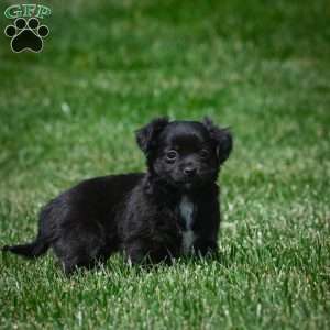 Ivy, Chihuahua Puppy
