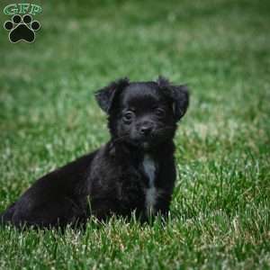 Ivy, Chihuahua Puppy