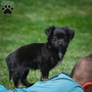 Ivy, Chihuahua Puppy