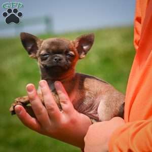 Nova, Chihuahua Puppy