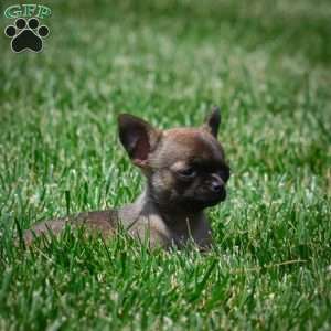 Nova, Chihuahua Puppy