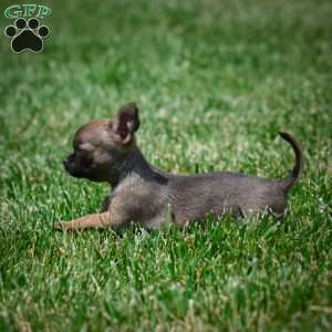 Nova, Chihuahua Puppy