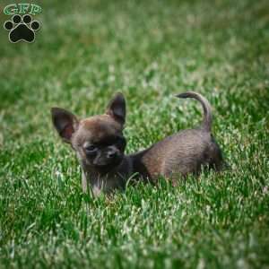 Nova, Chihuahua Puppy