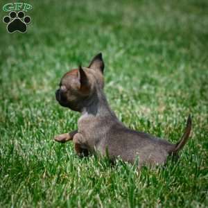 Nova, Chihuahua Puppy