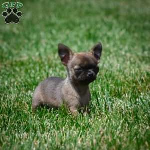 Nova, Chihuahua Puppy
