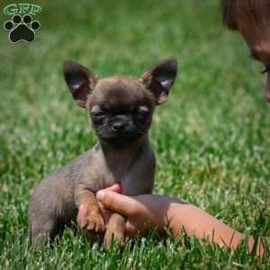 Nova, Chihuahua Puppy