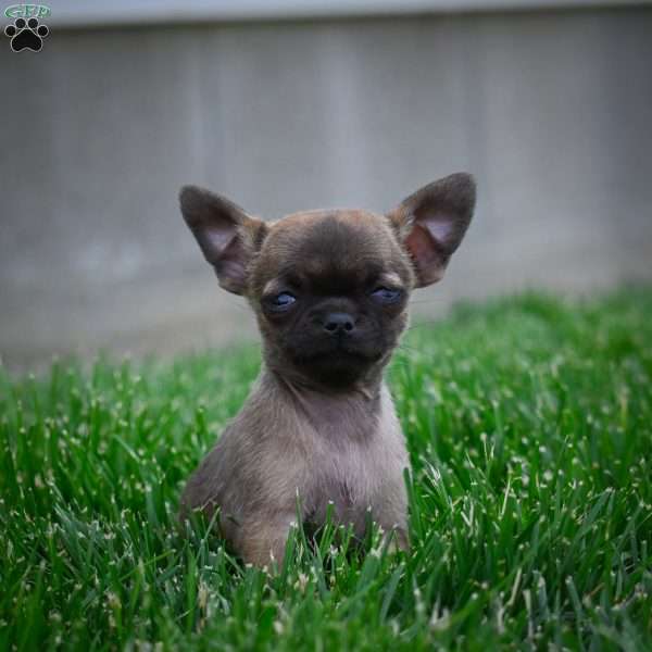 Nova, Chihuahua Puppy