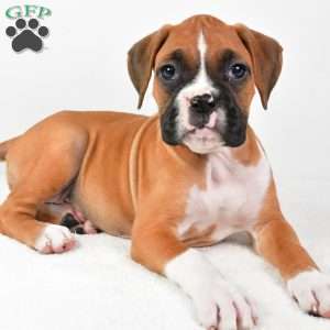 Lucy, Boxer Puppy