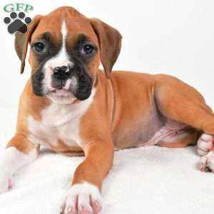 Lucy, Boxer Puppy