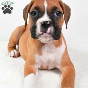 Lucy, Boxer Puppy