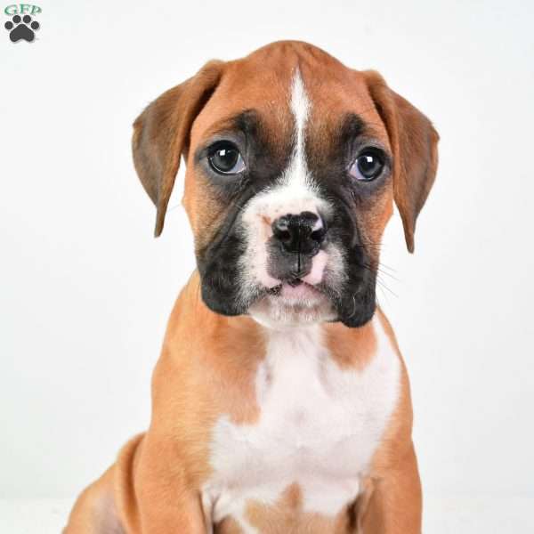 Lucy, Boxer Puppy