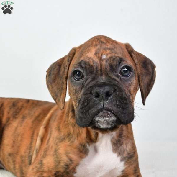 Luke, Boxer Puppy