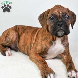 Luke, Boxer Puppy