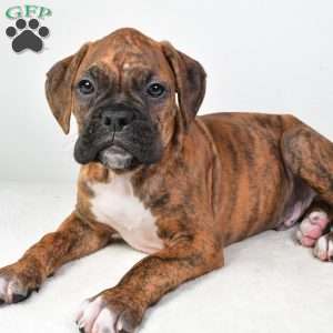Luke, Boxer Puppy
