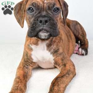 Luke, Boxer Puppy