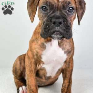 Luke, Boxer Puppy