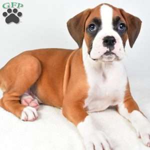 Lincoln, Boxer Puppy