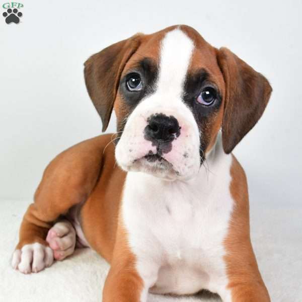 Lincoln, Boxer Puppy