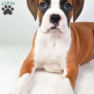 Lincoln, Boxer Puppy
