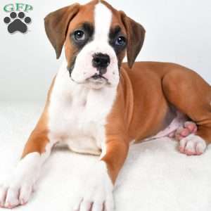 Lincoln, Boxer Puppy