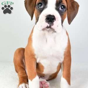 Lincoln, Boxer Puppy