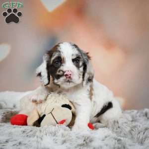 Daisy, Cocker Spaniel Puppy