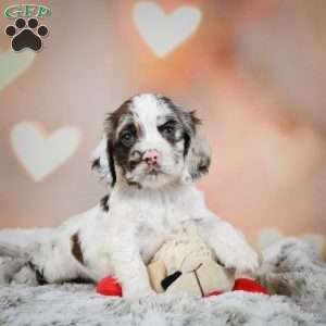 Daisy, Cocker Spaniel Puppy