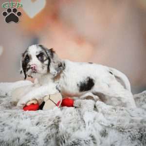 Daisy, Cocker Spaniel Puppy