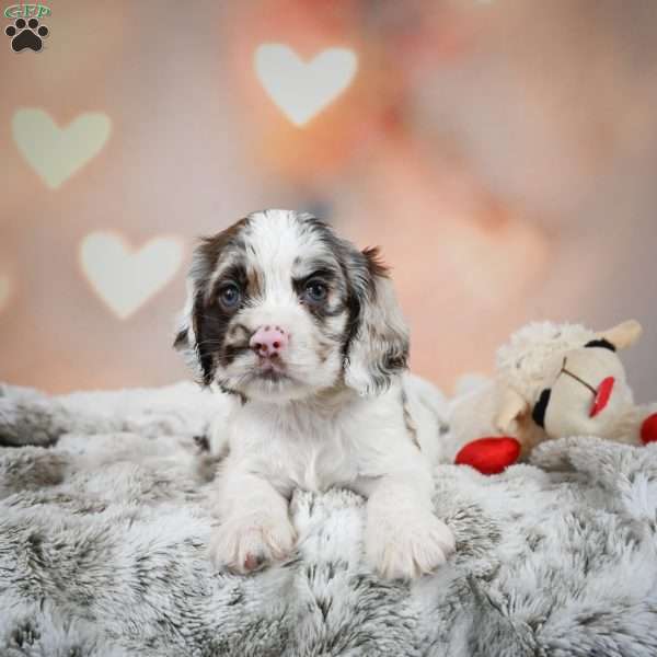 Daisy, Cocker Spaniel Puppy