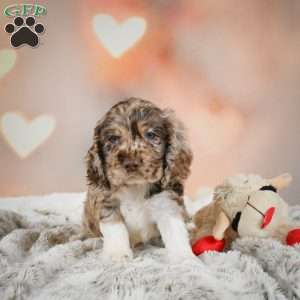 Coco, Cocker Spaniel Puppy