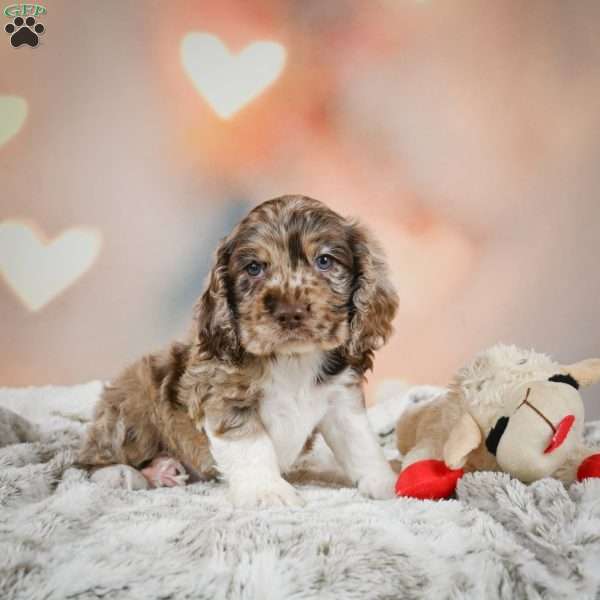 Coco, Cocker Spaniel Puppy